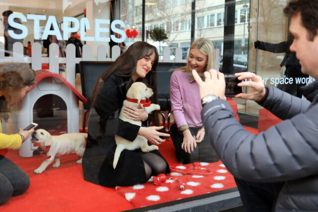 people playing with Labrador puppies