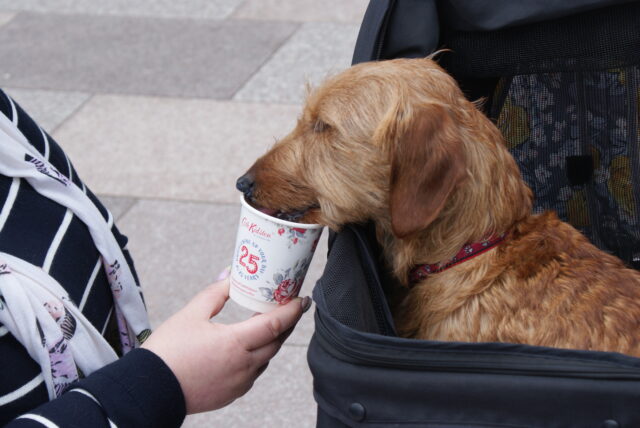 a dog drinking out of a Kath Kidston cup